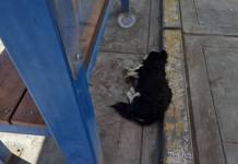 SAN ANTONIO | REPORTAN PERRITO APARENTEMENTE HERIDO Y EN ABANDONO EN PARADERO DE SAN ANTONIO.