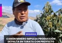 MOQUEGUA | CANON MINERO IMPULSA PRODUCCIÓN DE PALTA EN TORATA CON PROYECTO DE S/ 4.5 MILLONES.