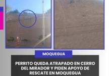 MOQUEGUA | PERRITO QUEDA ATRAPADO EN CERRO DEL MIRADOR Y PIDEN APOYO DE RESCATE EN MOQUEGUA.