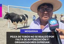 MOQUEGUA | PELEA DE TOROS NO SE REALIZÓ POR FALTA DE AUTORIZACIÓN Y ORGANIZADORES EXPRESAN MALESTAR.
