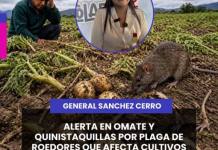 SANCHEZ CERRO | ALERTA EN OMATE Y QUINISTAQUILLAS POR PLAGA DE ROEDORES QUE AFECTA CULTIVOS.
