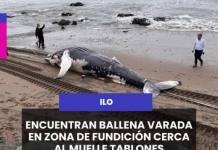 ILO | ENCUENTRAN BALLENA VARADA EN ZONA DE FUNDICIÓN CERCA AL MUELLE TABLONES.