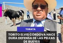 TORATA |  TORITO ELVIS CÓRDOVA HACE DURA DEFENSA DE LAS PELEAS DE BUEYES.