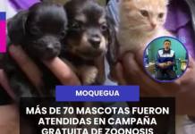 MOQUEGUA | MÁS DE 70 MASCOTAS FUERON ATENDIDAS EN CAMPAÑA GRATUITA DE ZOONOSIS.