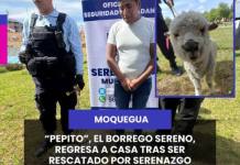 MOQUEGUA | “PEPITO”, EL BORREGO SERENO, REGRESA A CASA TRAS SER RESCATADO POR SERENAZGO.