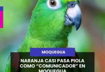 MOQUEGUA | NARANJA CASI PASA PIOLA COMO “COMUNICADOR” EN MOQUEGUA.