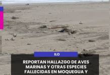 ILO | REPORTAN HALLAZGO DE AVES MARINAS Y OTRAS ESPECIES FALLECIDAS EN MOQUEGUA Y LAMBAYEQUE