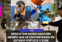 ILO | RESCATAN MONO MACHÍN NEGRO QUE SE ENCONTRABA EN ESTADO CRÍTICO Y CON CADENAS EN EL CUERPO.
