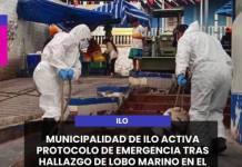 ILO | MUNICIPALIDAD DE ILO ACTIVA PROTOCOLO DE EMERGENCIA TRAS HALLAZGO DE LOBO MARINO EN EL VARADERO.