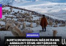MOQUEGUA | ALERTA EN MOQUEGUA: MÁS DE 154 MIL ANIMALES Y 221 MIL HECTÁREAS DE PASTOS NATURALES PODRÍAN VERSE AFECTADOS POR EL FENÓMENO EL NIÑO.