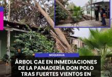 MOQUEGUA | ÁRBOL CAE EN INMEDIACIONES DE LA PANADERÍA DON POLO TRAS FUERTES VIENTOS EN MOQUEGUA.