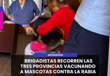 MOQUEGUA | BRIGADISTAS RECORREN LAS TRES PROVINCIAS VACUNANDO A MASCOTAS CONTRA LA RABIA.