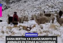 MOQUEGUA | DANA BERTHA YA CAUSA MUERTE DE ANIMALES EN ZONAS ALTOANDINAS DE MOQUEGUA.