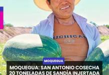 MOQUEGUA | SAN ANTONIO COSECHA 20 TONELADAS DE SANDÍA INJERTADA QUE SERÁN EXPORTADAS A CHILE.