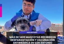 MOQUEGUA | MÁS DE 1400 MASCOTAS RECIBIERON DESPARASITACIÓN Y VACUNACIÓN ANTIRRÁBICA EN SAN ANTONIO