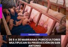 MOQUEGUA | DE 6 A 30 MARRANAS: PORCICULTORES MULTIPLICAN SU PRODUCCIÓN EN SAN ANTONIO.
