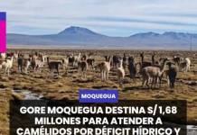MOQUEGUA | GORE MOQUEGUA DESTINA S/ 1,68 MILLONES PARA ATENDER A CAMÉLIDOS POR DÉFICIT HÍDRICO Y BAJAS TEMPERATURAS.