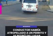 MOQUEGUA | CONDUCTOR HABRÍA ATROPELLADO A UN PERRITO Y SE RETIRÓ DEL LUGAR
