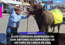 MOQUEGUA | ELVIS CÓRDOVA SORPRENDE EN SAN ANTONIO ACOMPAÑADO DE UN TORO DE CERCA DE UNA TONELADA