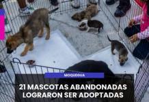 MOQUEGUA | 21 MASCOTAS ABANDONADAS LOGRARON SER ADOPTADAS