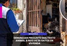 MOQUEGUA | DENUNCIAN PRESUNTO MALTRATO ANIMAL A MÁS DE 20 GATOS EN VIVIENDA
