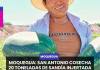 MOQUEGUA | SAN ANTONIO COSECHA 20 TONELADAS DE SANDÍA INJERTADA QUE SERÁN EXPORTADAS A CHILE.