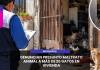 MOQUEGUA | DENUNCIAN PRESUNTO MALTRATO ANIMAL A MÁS DE 20 GATOS EN VIVIENDA